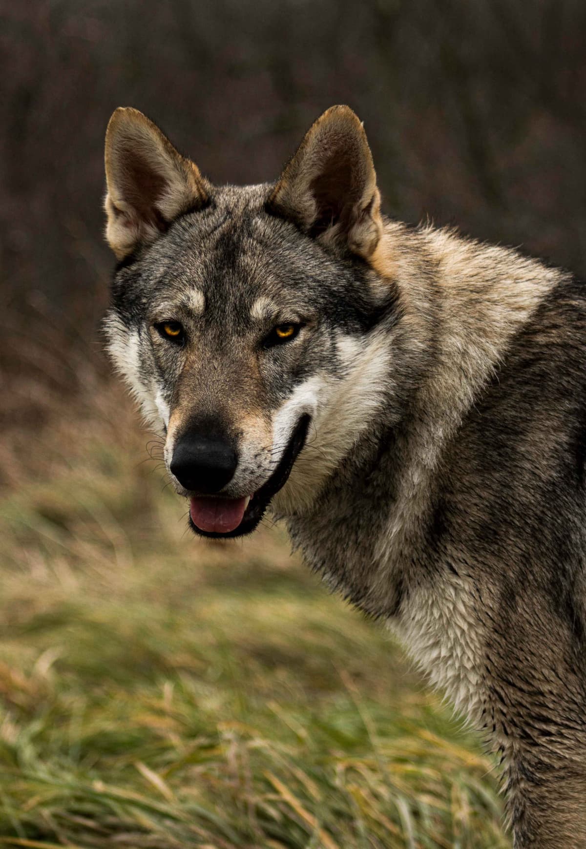Czechoslovakian Vlciak Puppies breeder image 18