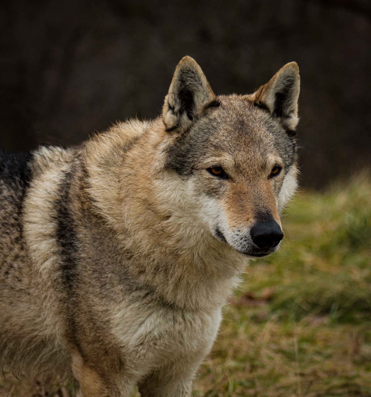 Czechoslovakian Vlciak Puppies breeder image 19