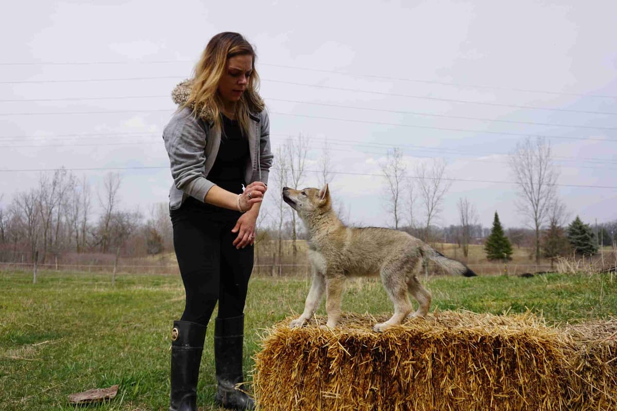 Czechoslovakian Vlciak Puppies breeder image 20