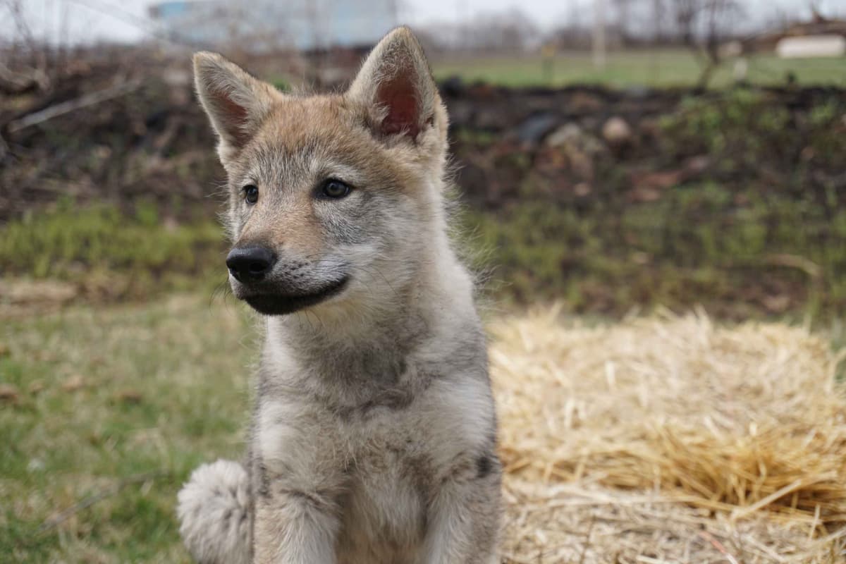 Czechoslovakian Vlciak Puppies breeder image 23