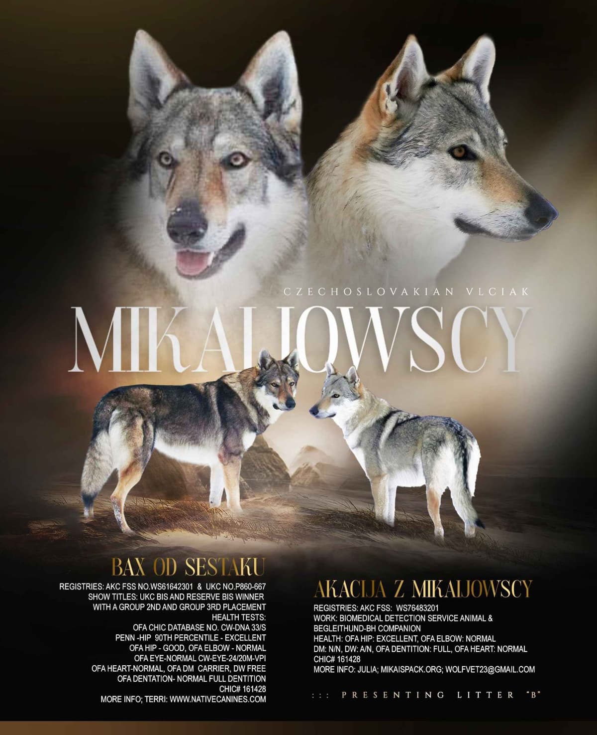 Czechoslovakian Vlciak Puppies breeder image 24
