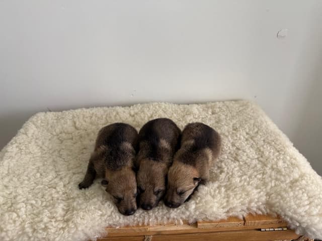 Czechoslovakian Vlciak Puppies media 3