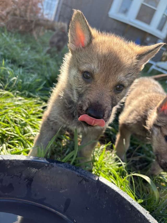 Czechoslovakian Vlciak Puppies media 5
