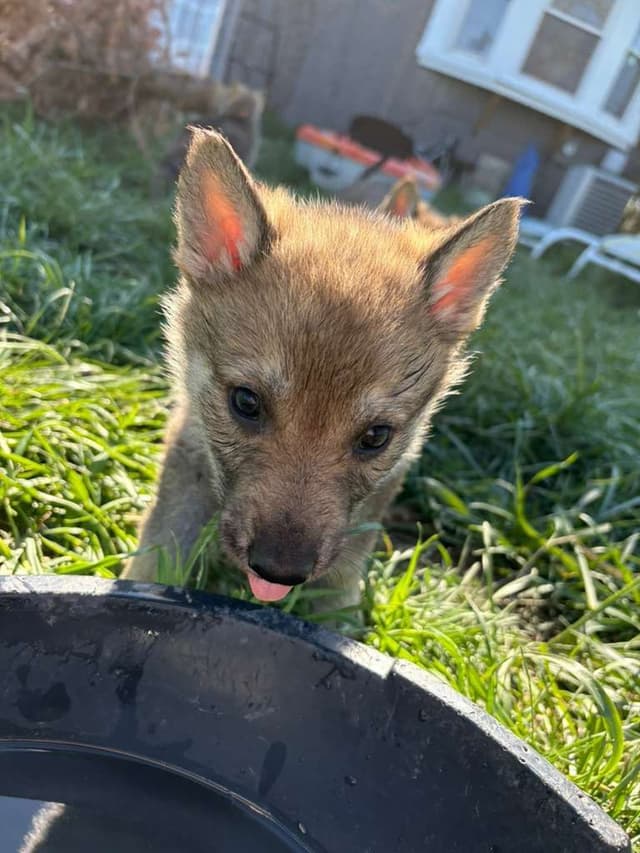 Czechoslovakian Vlciak Puppies media 7