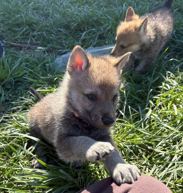 Czechoslovakian Vlciak Puppies media 8