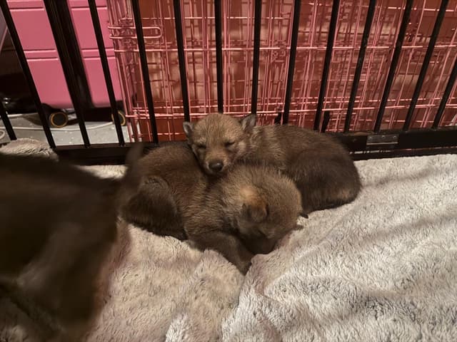 Czechoslovakian Vlciak Puppies media 9