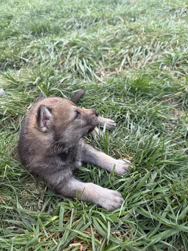 Czechoslovakian Vlciak Puppies media 10