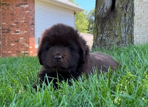 Newfoundland Puppies media 2