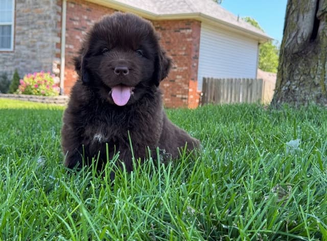 Newfoundland Puppies media 3