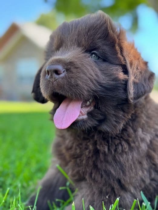 Newfoundland Puppies media 5