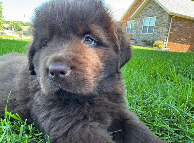 Newfoundland Puppies media 6