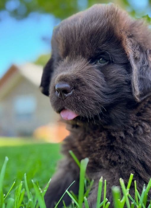 Newfoundland Puppies media 7