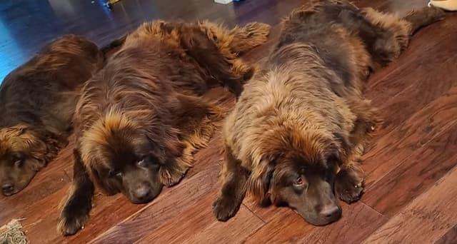 Newfoundland Puppies media 30
