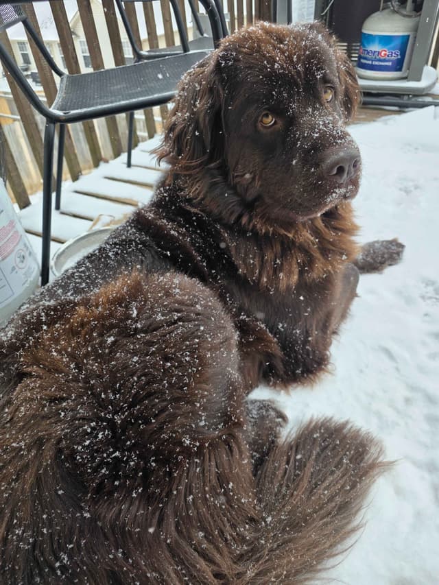 Newfoundland Puppies media 27