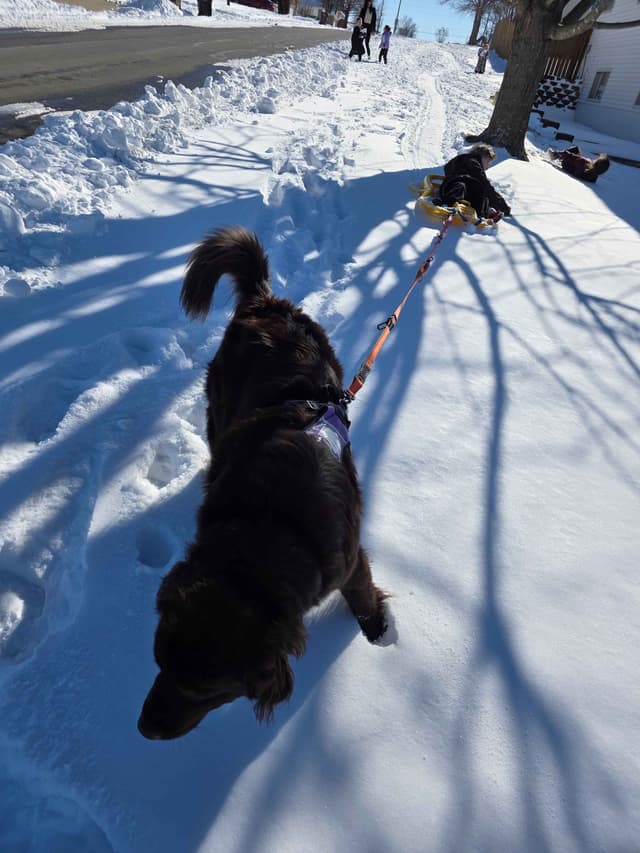 Newfoundland Puppies media 28