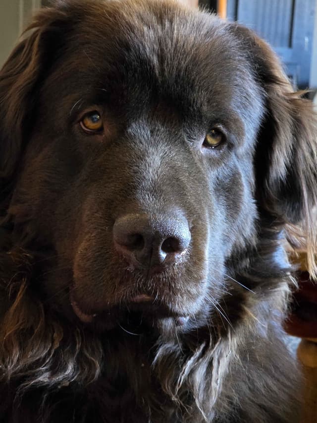 Newfoundland Puppies media 25