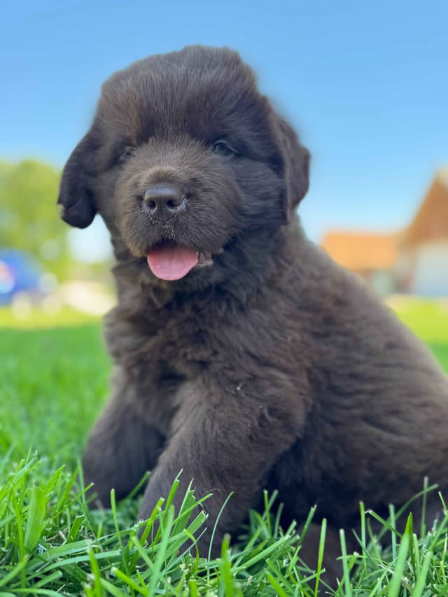 Newfoundland Puppies media 9