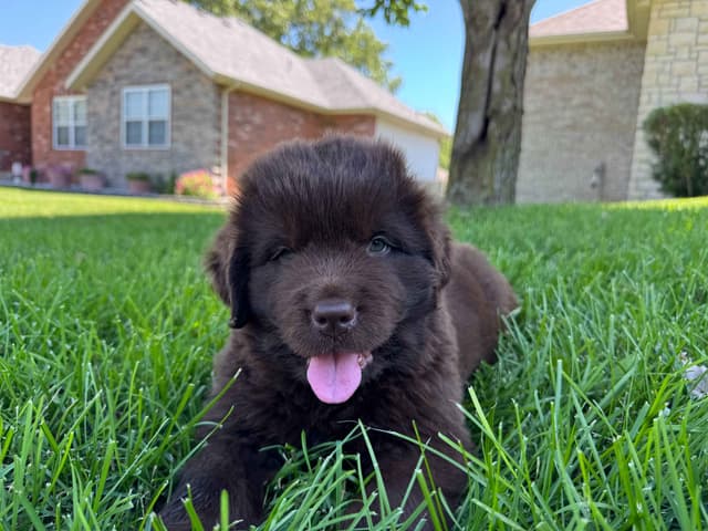 Newfoundland Puppies media 8