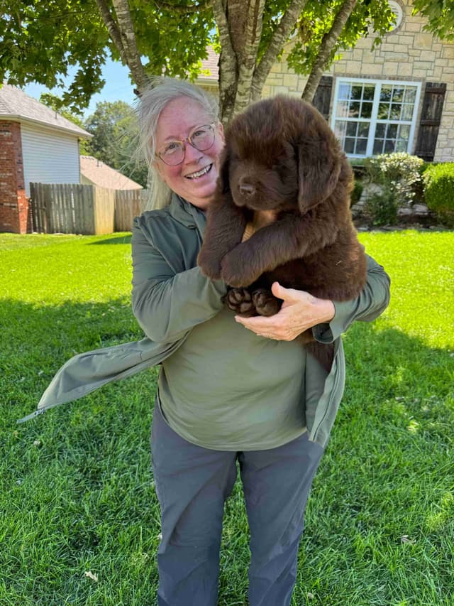 Newfoundland Puppies media 10
