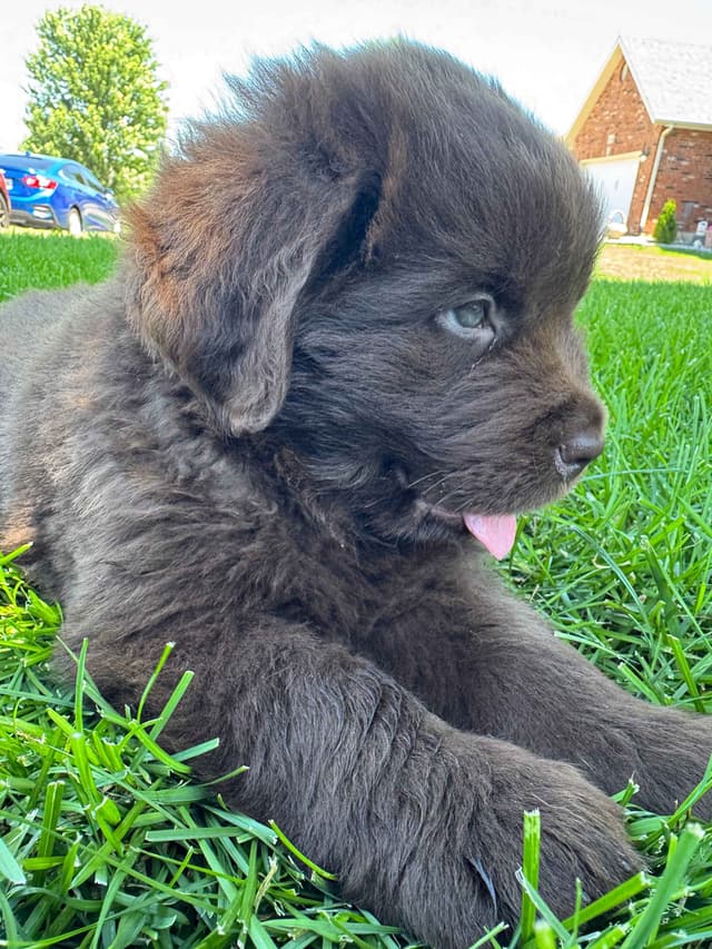 Newfoundland Puppies media 11