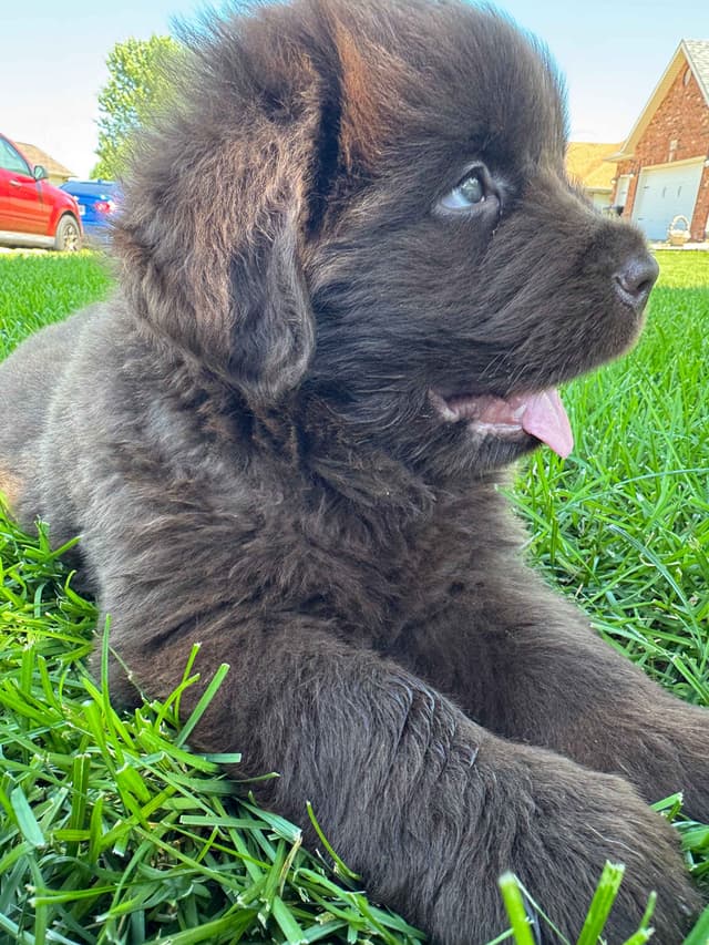 Newfoundland Puppies media 12