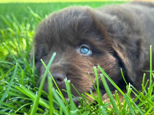 Newfoundland Puppies media 13