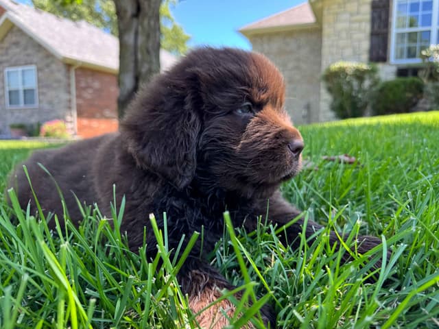 Newfoundland Puppies media 15