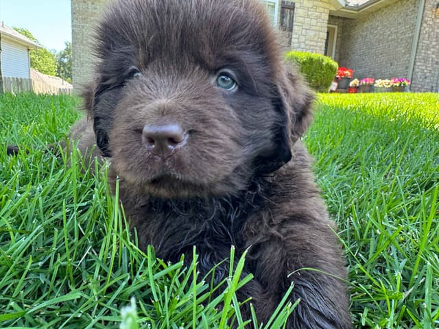 Newfoundland Puppies media 14