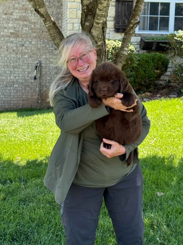 Newfoundland Puppies media 16