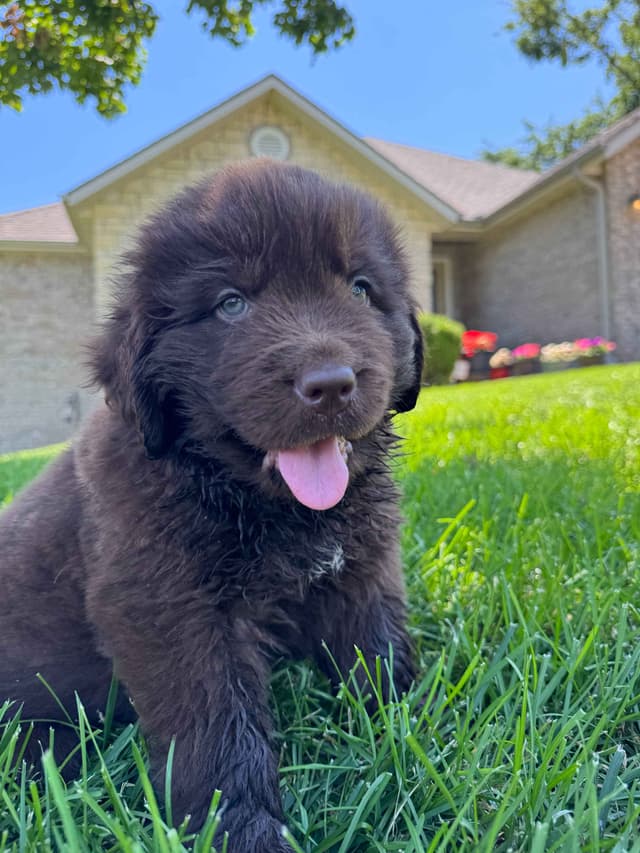 Newfoundland Puppies media 18