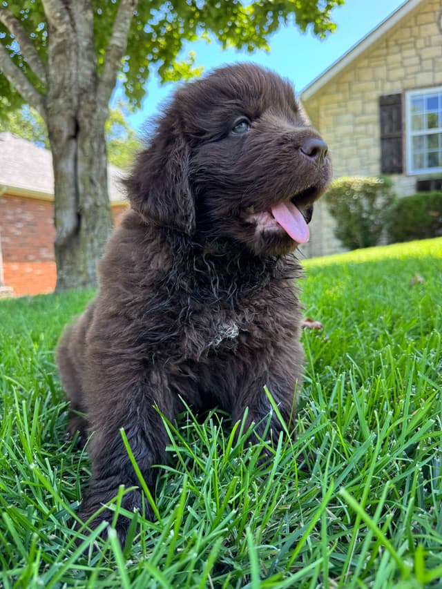 Newfoundland Puppies media 17