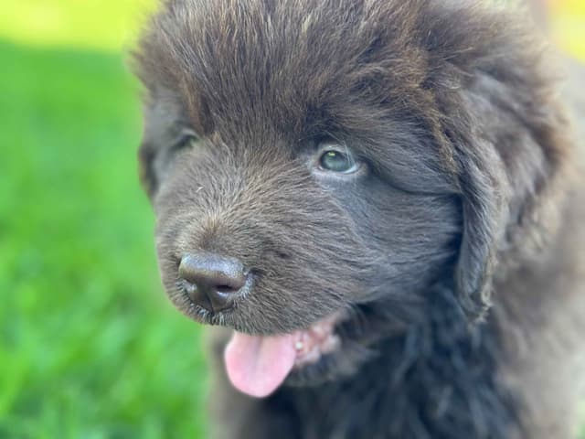 Newfoundland Puppies media 19
