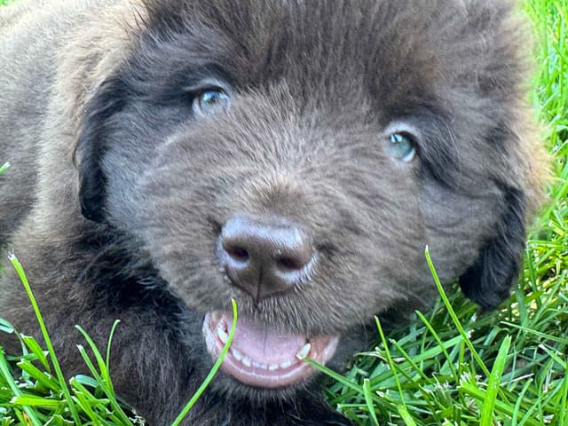 Newfoundland Puppies media 20
