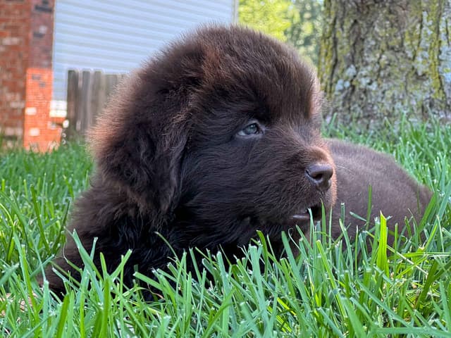 Newfoundland Puppies media 21
