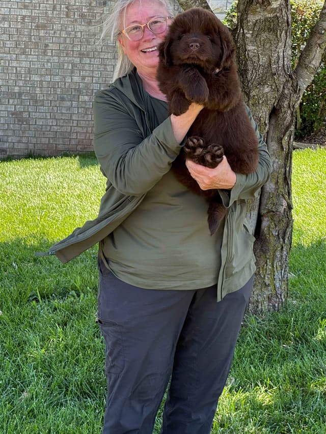 Newfoundland Puppies media 23