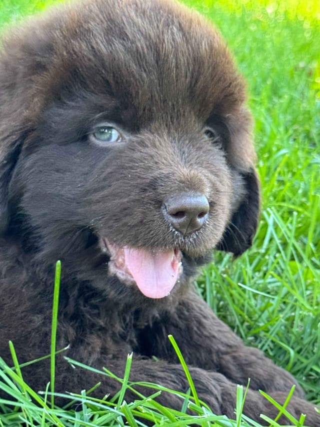 Newfoundland Puppies media 24