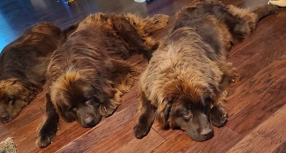 Newfoundland Puppies breeder image 3