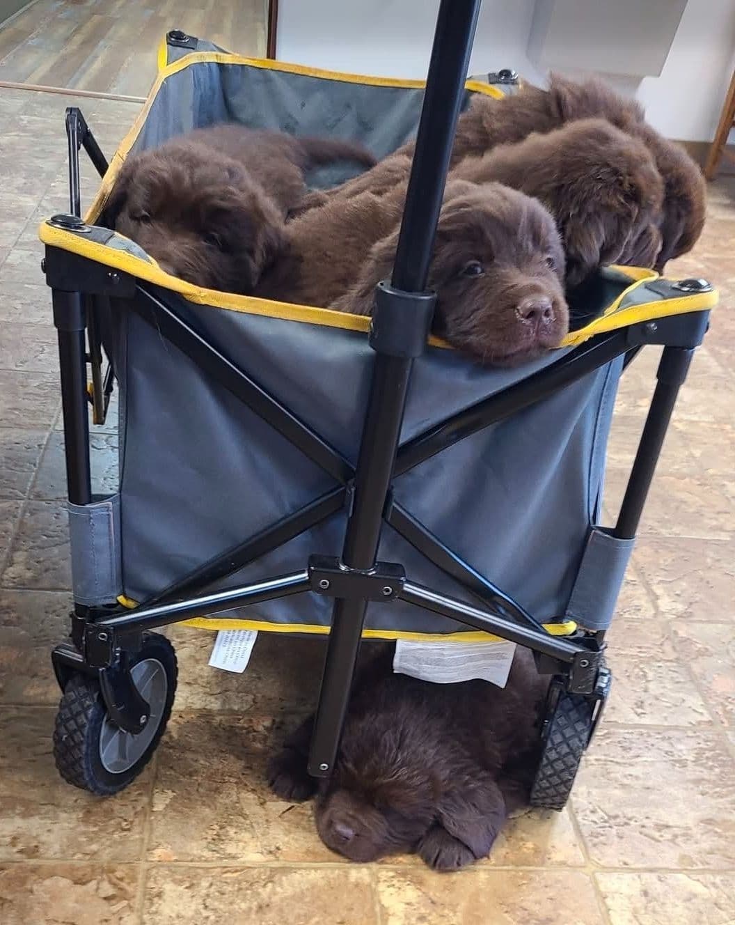 Newfoundland Puppies breeder image 2