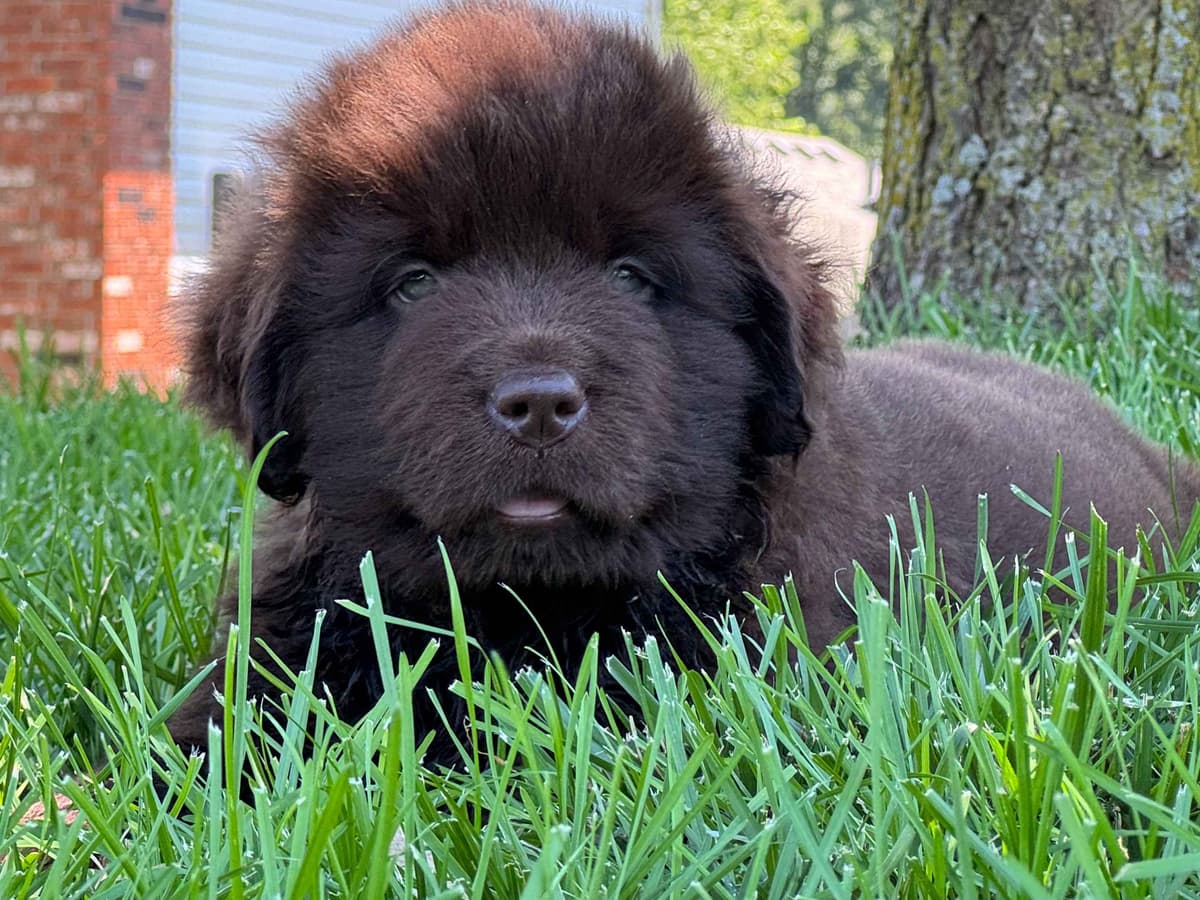 Newfoundland Puppies breeder image 1