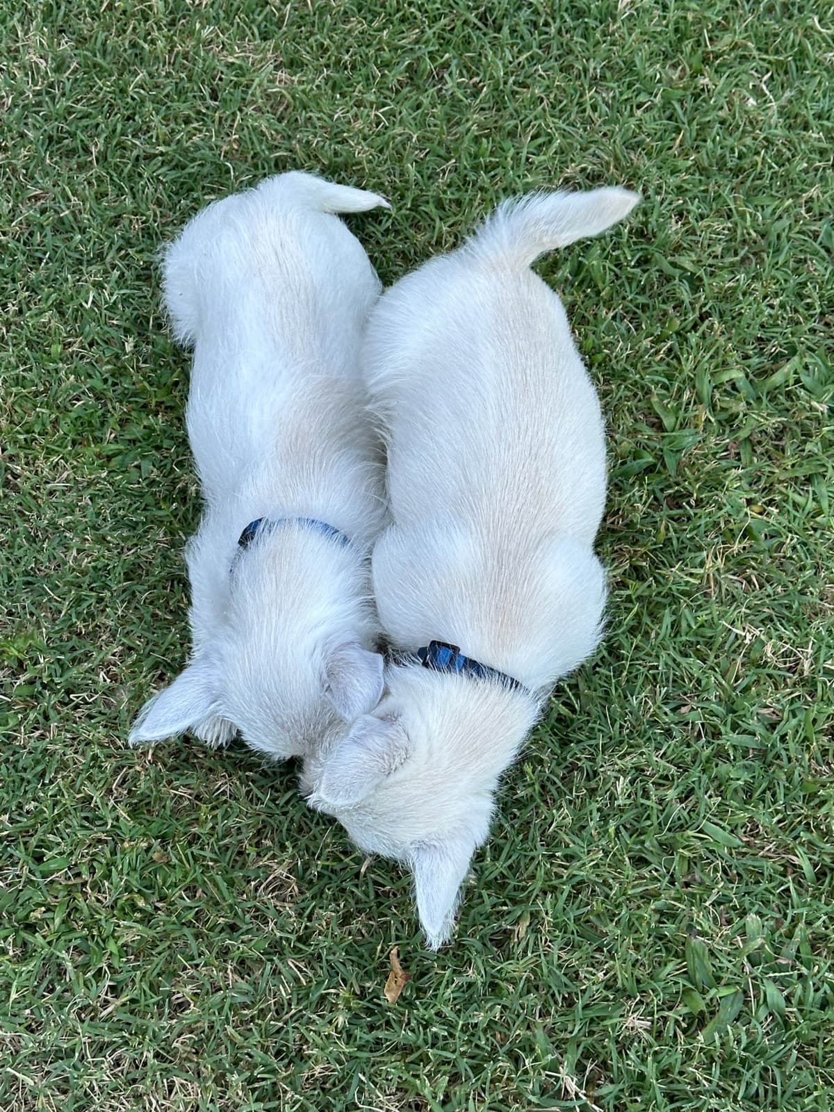 West Highland White Terrier Puppies breeder image 4