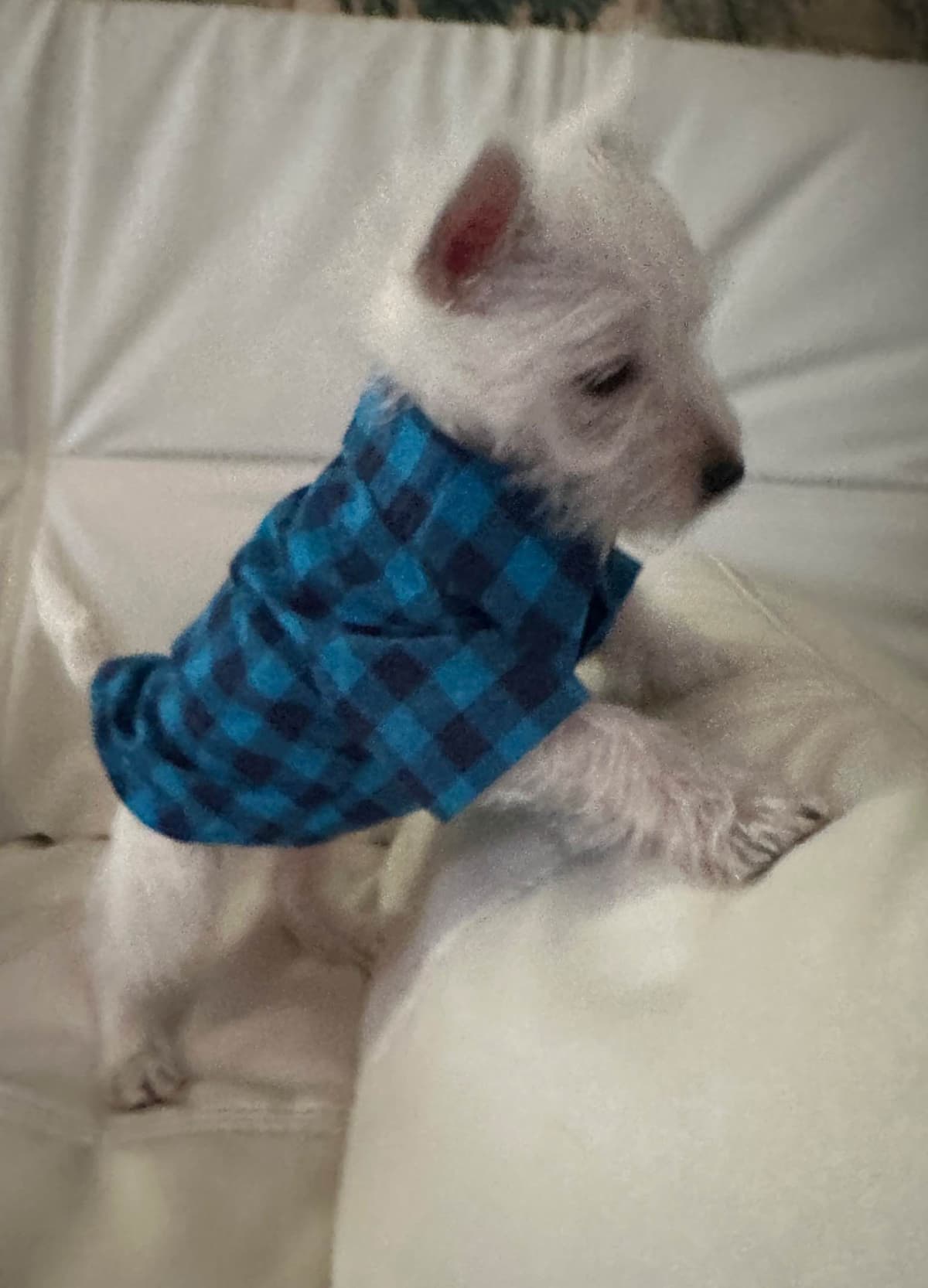 West Highland White Terrier Puppies breeder image 2