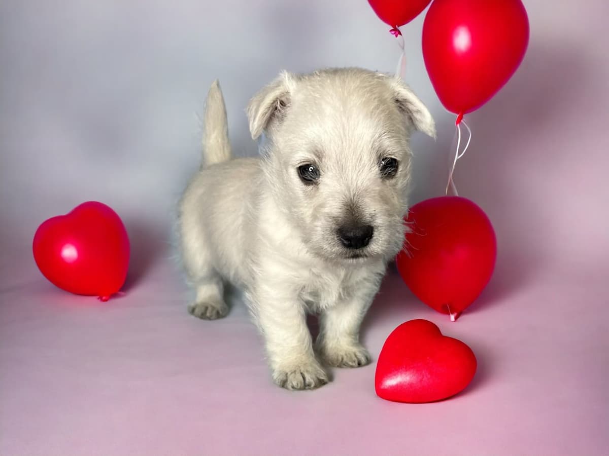 West Highland White Terrier Puppies breeder image 1