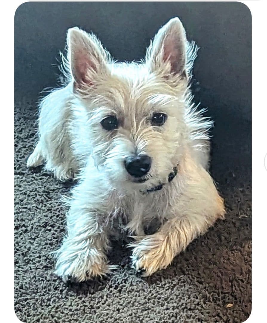 West Highland White Terrier Puppies breeder image 5