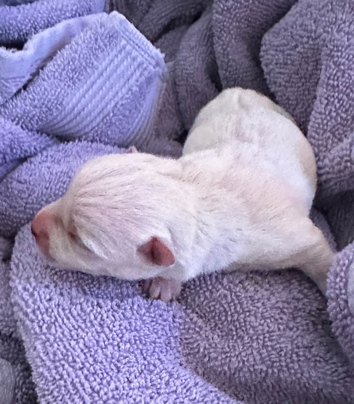 West Highland White Terrier Puppies breeder image 6