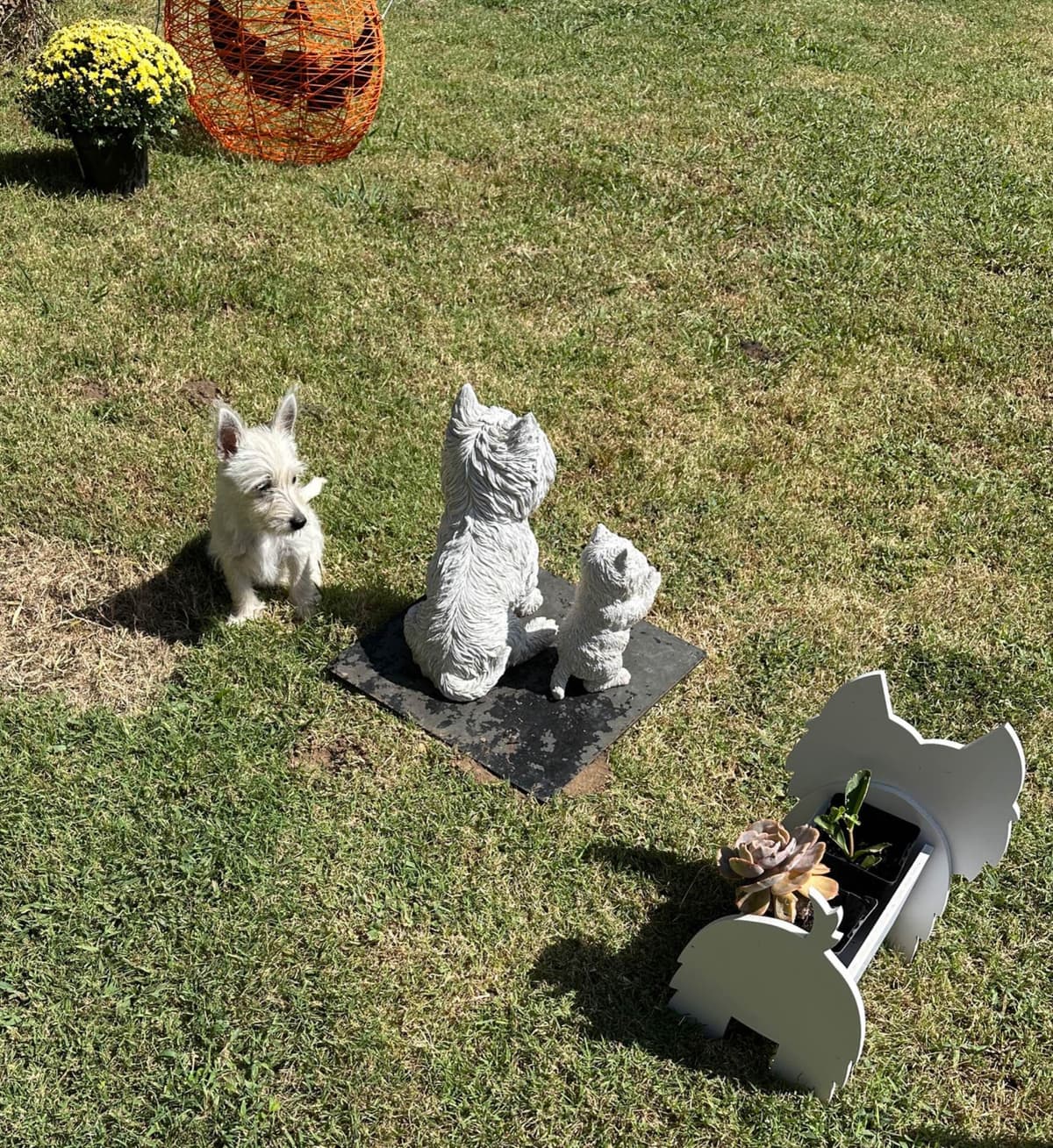 West Highland White Terrier Puppies breeder image 7