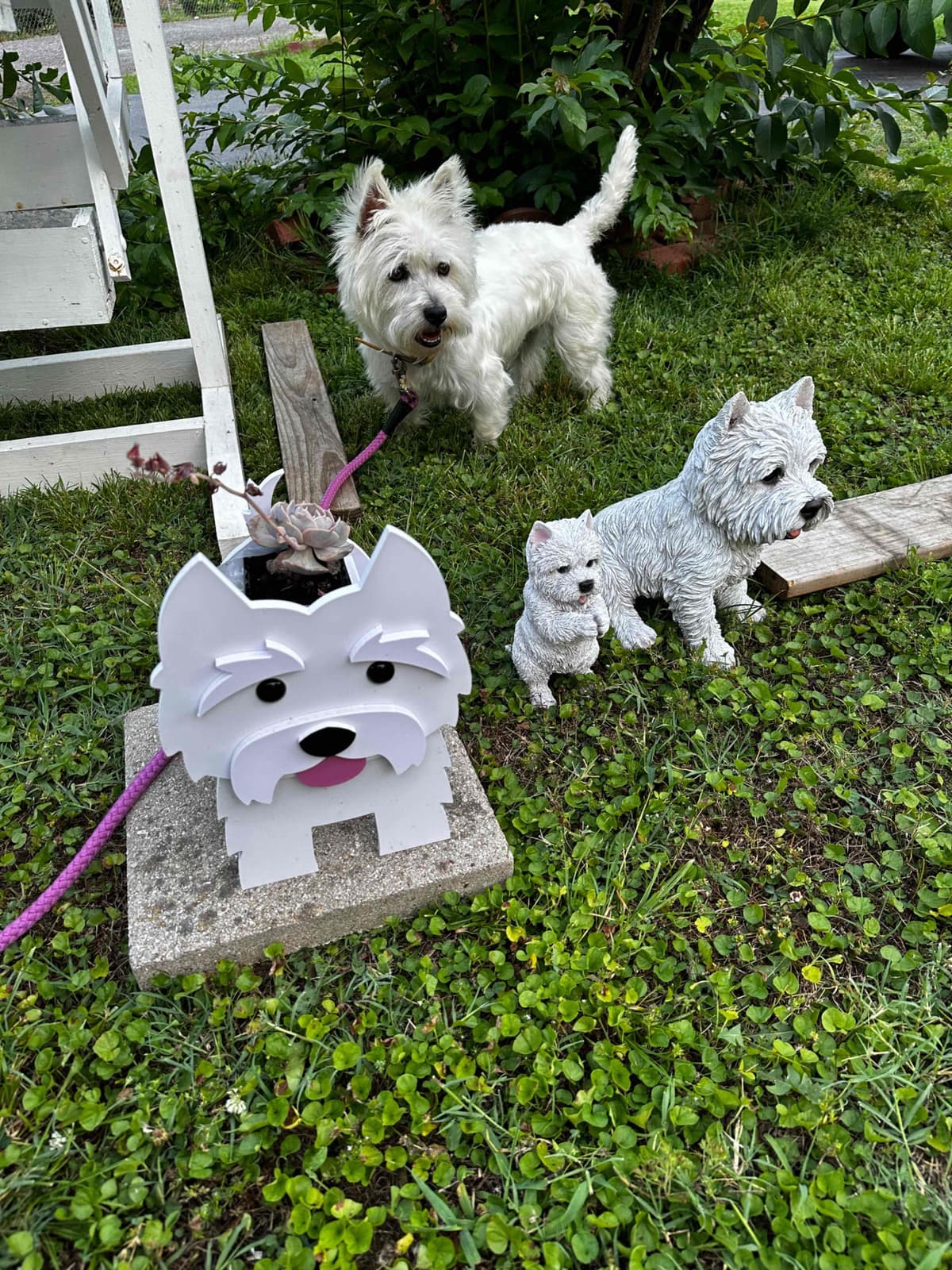 West Highland White Terrier Puppies breeder image 8