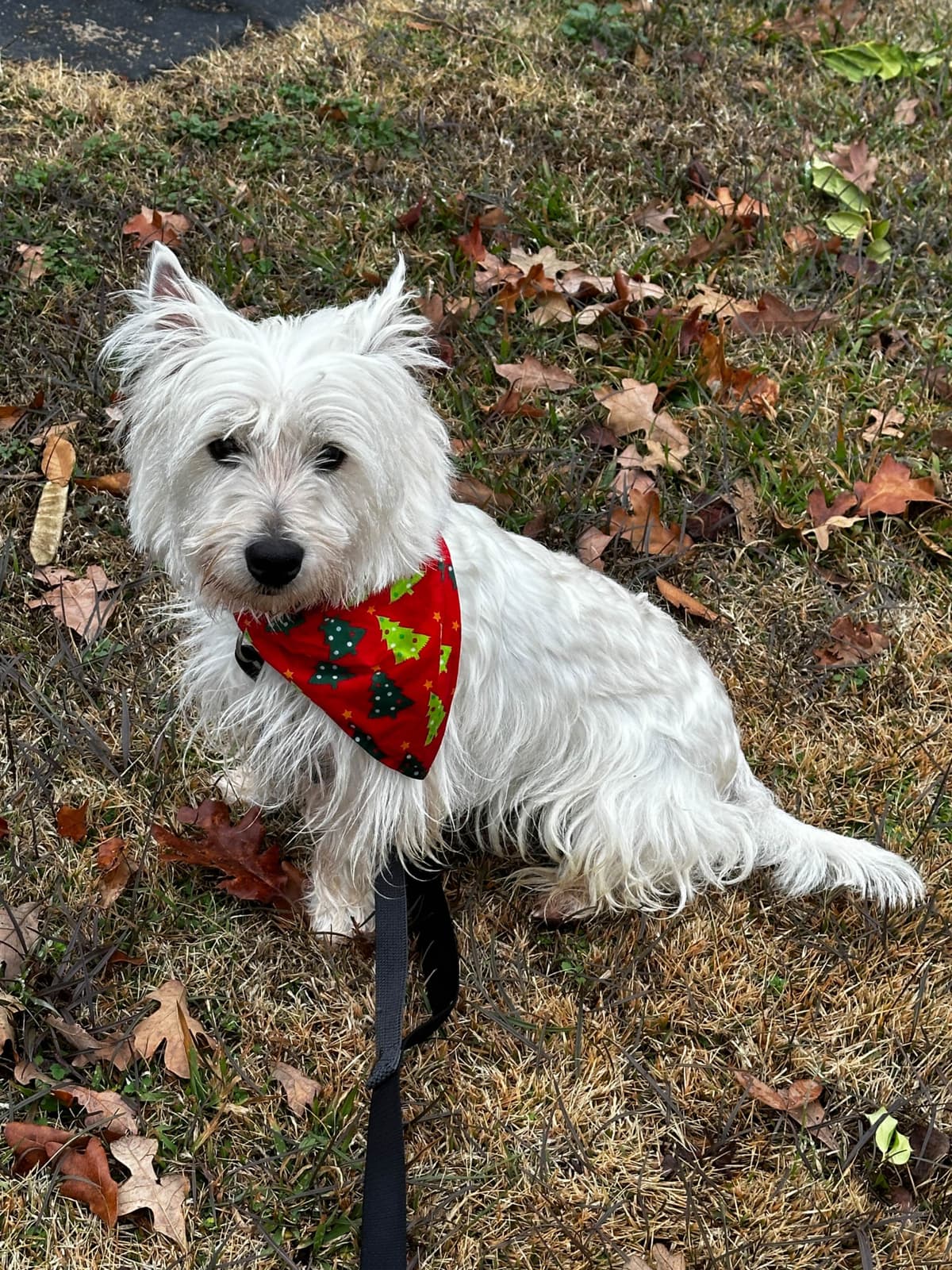 West Highland White Terrier Puppies breeder image 9