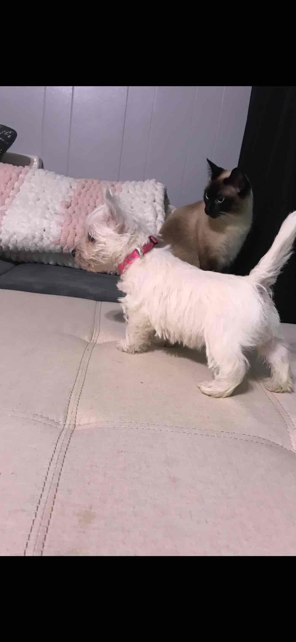 West Highland White Terrier Puppies breeder image 10