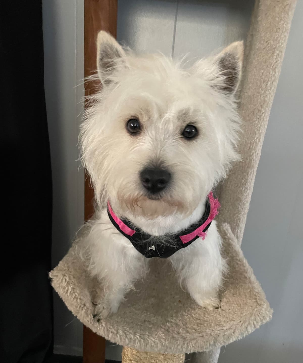 West Highland White Terrier Puppies breeder image 12
