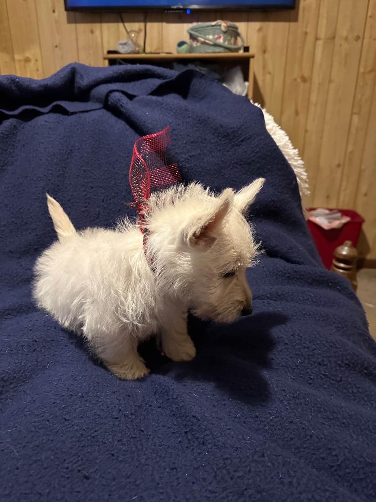 West Highland White Terrier Puppies breeder image 13